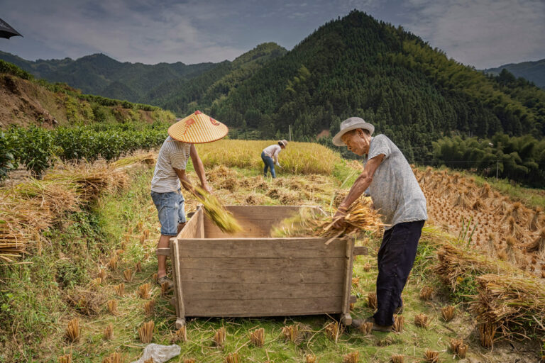 The Catcher in the Paddy Field -- Wang Tais Autumn Harvest - 7.DSC00184 1
